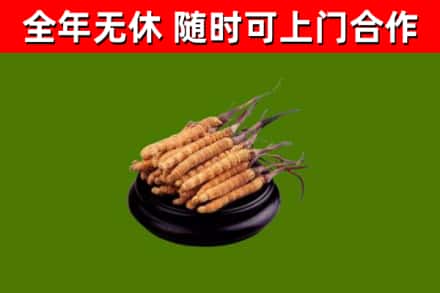 龙游回收散虫草
